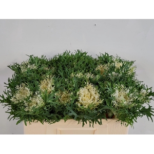 BRASS CRANE FEA SNOW