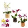Phalaenopsis multiflora 2 tak mix in Lois (Deco-collection)