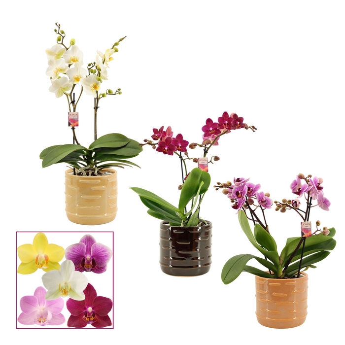 Phalaenopsis multiflora 2 tak mix in Lois (Deco-collection)