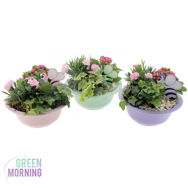 <h4>Arrangement 3 planten in gekleurde zinken schaal ( met deco )</h4>