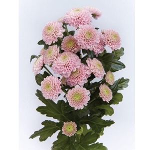 CHR SAN ELLISON SWEE