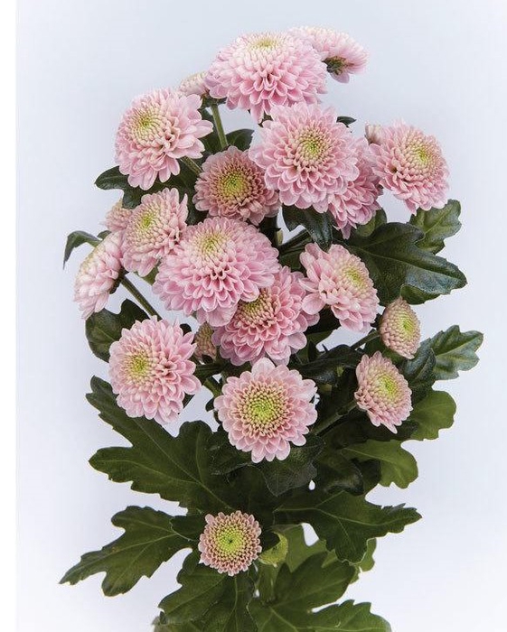 <h4>CHR SAN ELLISON SWEE</h4>