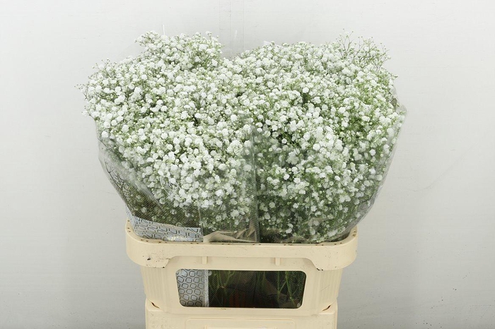 <h4>Gyps Pa Xlence</h4>