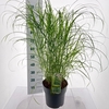 Miscanthus sinensis