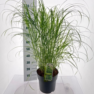Miscanthus sinensis