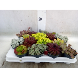 Rotsplanten   ...mix   [Rock plant]
