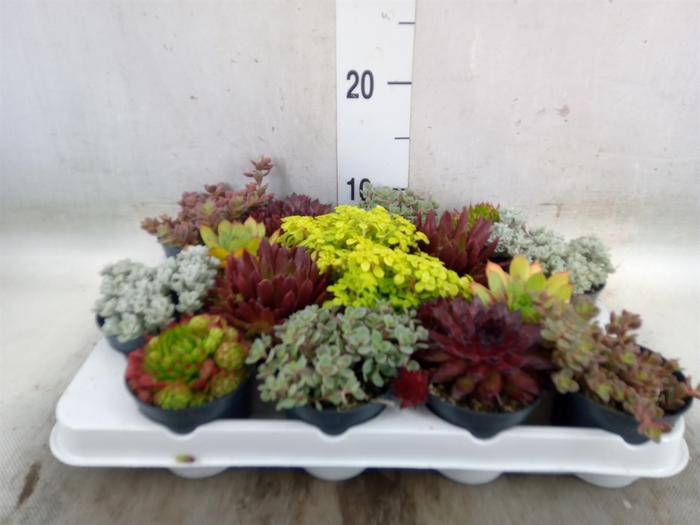 <h4>Rotsplanten   ...mix   [Rock plant]</h4>