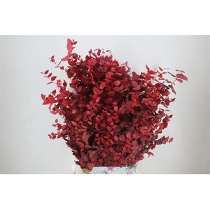 Pres Euca Stuartiana Red 150 Gr P Bunch