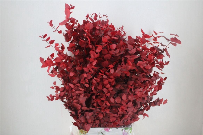 <h4>Pres Euca Stuartiana Red 150 Gr P Bunch</h4>