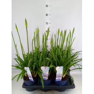 Agapanthus  'Amourette Superb'