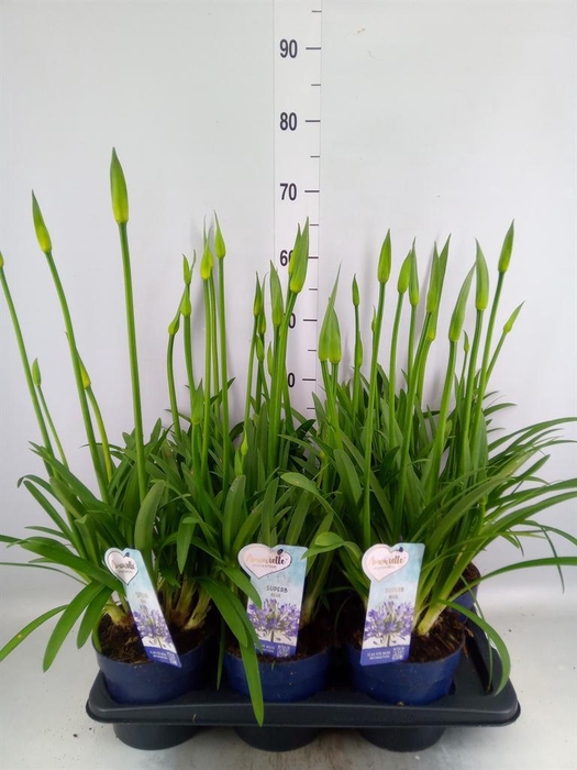 <h4>Agapanthus  'Amourette Superb'</h4>