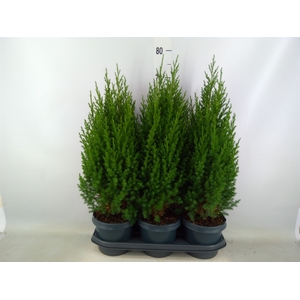 Juniperus chinensis 'Stricta'