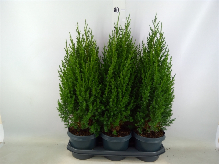 <h4>Juniperus chinensis 'Stricta'</h4>