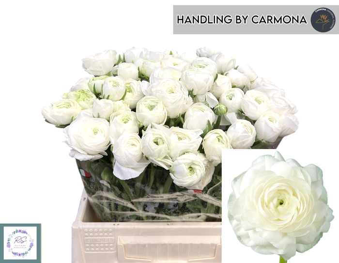 <h4>RAN EL WHITE</h4>