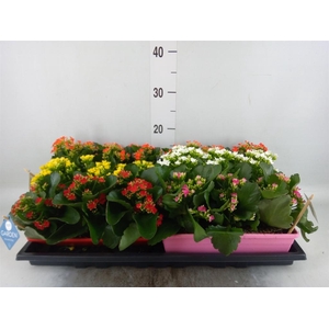 Kalanchoe blos.   ..EN mix