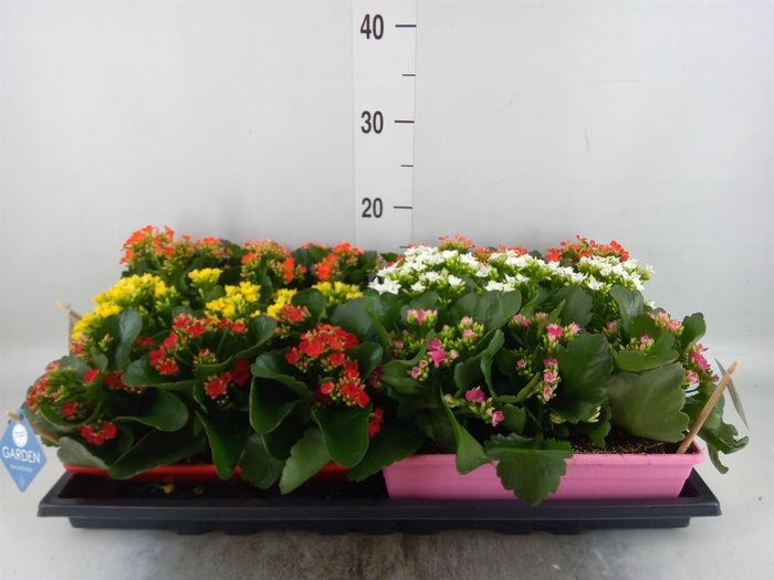 <h4>Kalanchoe blos.   ..EN mix</h4>