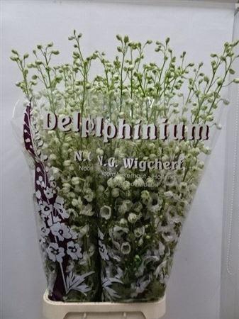<h4>Delph El Du Dewi Rocket</h4>