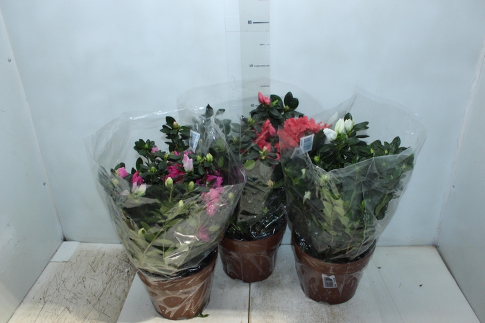<h4>AZALEIA P20</h4>