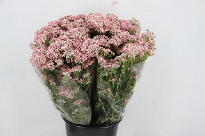 OZOTHAMUS LIGHT PINK 200GR