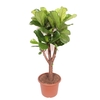 Ficus lyrata