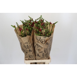 Freesia One Xxl Red Promo