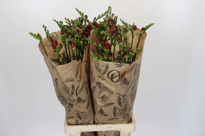 <h4>Freesia One Xxl Red</h4>