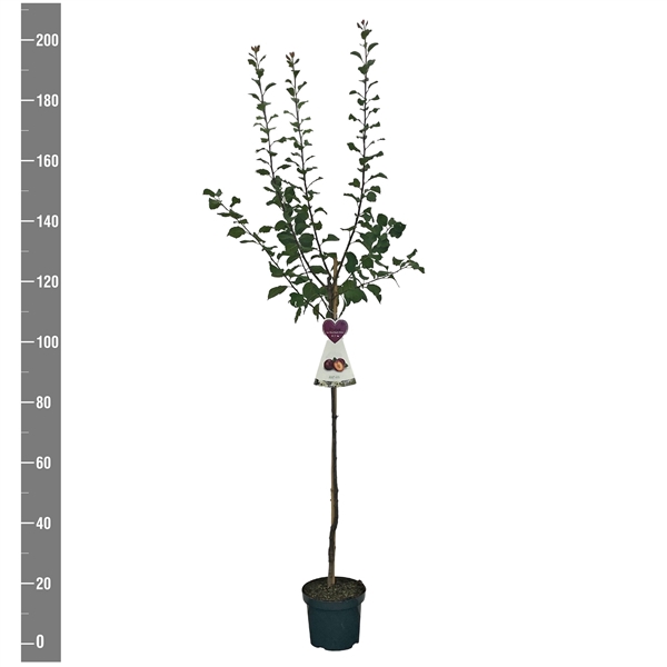 <h4>Prunus d. Reine cl. dÁlthan halfstam</h4>