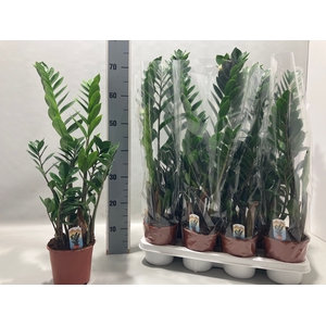 ZAMIO ZAMIIFOLIA