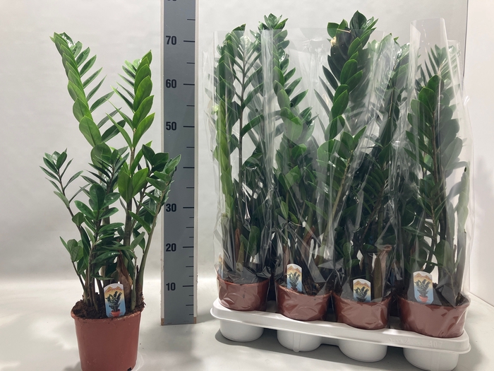 <h4>ZAMIO ZAMIIFOLIA</h4>