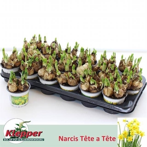 !! PROMO !! NARCISSUS TETE A TETE P9