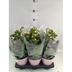 Kalanchoe blos. 'Feminine Pink'