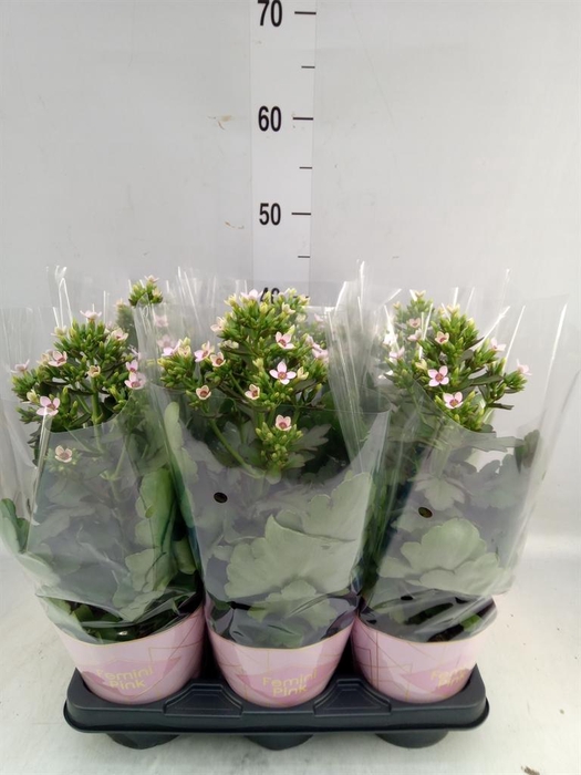 <h4>Kalanchoe blos. 'Feminine Pink'</h4>