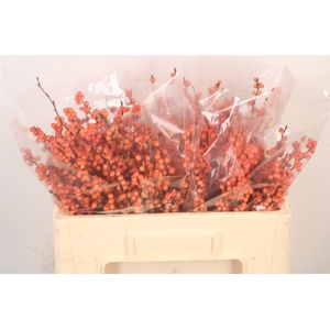 Ilex Verticilata Winter Gold