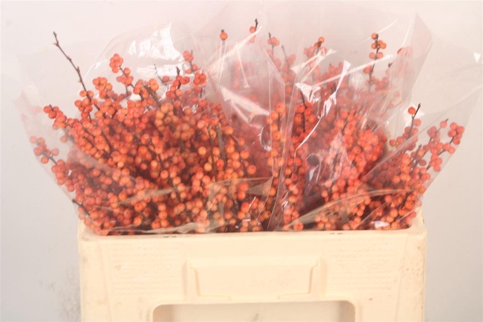 <h4>Ilex Verticilata Winter Gold</h4>