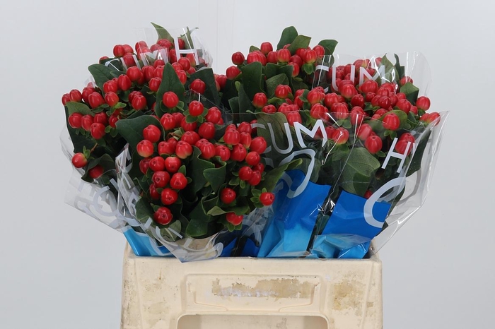 <h4>Hyp Coco Tango</h4>