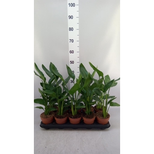 Strelitzia reg. ...no flowers
