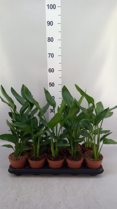 <h4>Strelitzia reg. ...no flowers</h4>