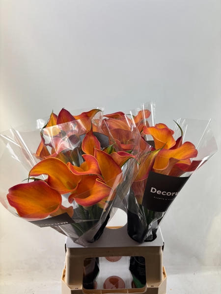 <h4>Calla Morning Sun Future</h4>
