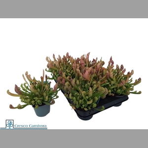 SARRACENIA OV