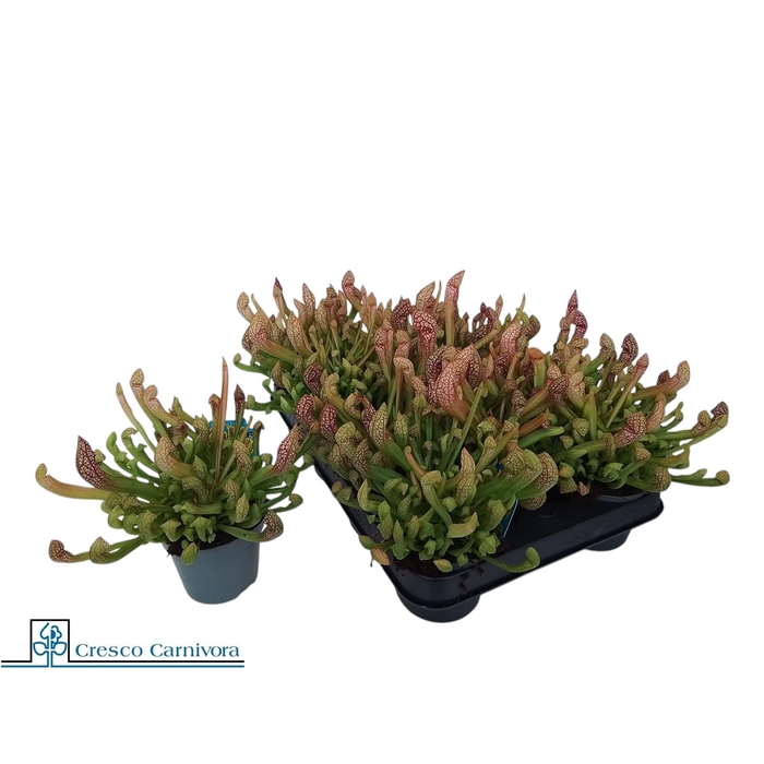 <h4>SARRACENIA OV</h4>