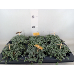Pilea glaucophylla 'Greyzy'