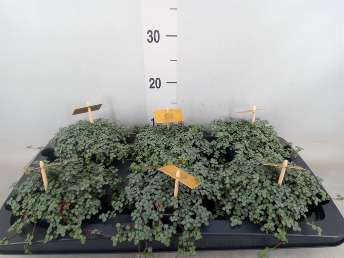 <h4>Pilea glaucophylla 'Greyzy'</h4>