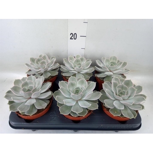 Echeveria lilacina 'Silver Pearl'