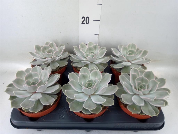 <h4>Echeveria lilacina 'Silver Pearl'</h4>