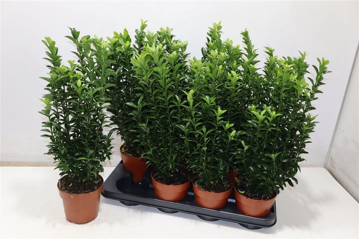 <h4>Euonymus Ja Gr Spire</h4>