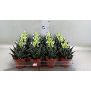 Aloe aristata 'Tiki Tahi'