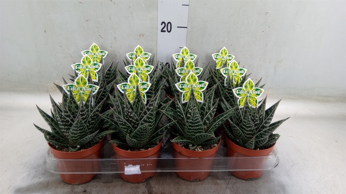 <h4>Aloe aristata 'Tiki Tahi'</h4>