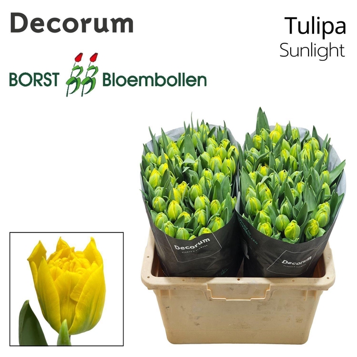 <h4>TU DU Sunlight</h4>