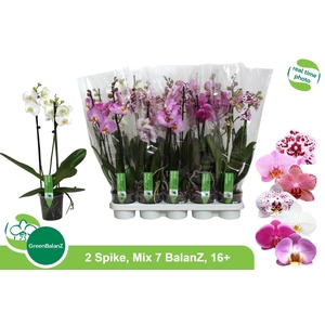 PHAL GEM 7 KL