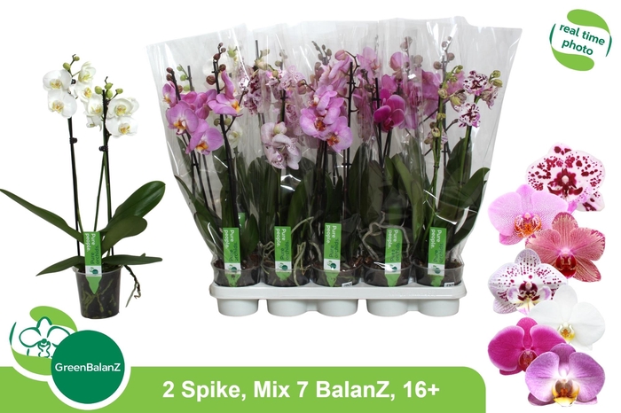 <h4>PHAL GEM 7 KL</h4>